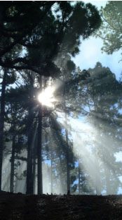 trees