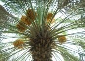 Date-palm