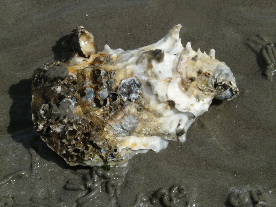 Pacific Oyster
