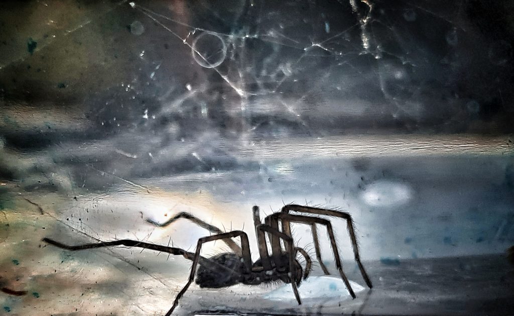 Creepy Spider