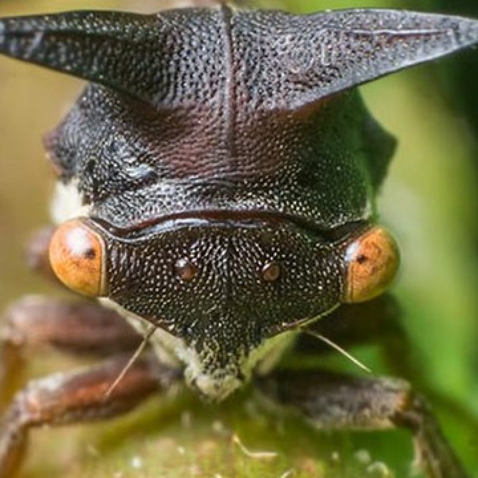 Prometheus Bug Tree Hopper Exploring the Flawlessness of Nature - The Breathtaking Diversity of ...