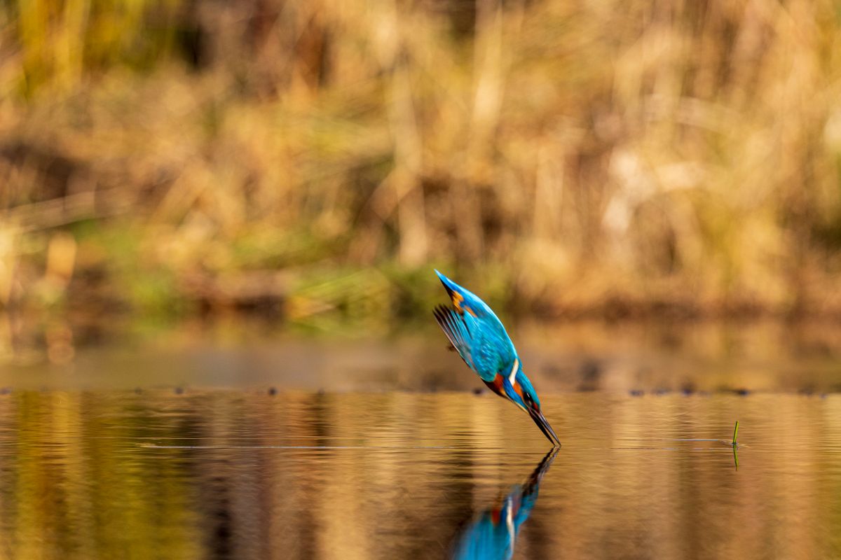 kingfisher