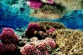 Exploring the Flawlessness of Nature: The Underwater Marvels of Coral Reefs