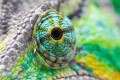 Exploring the Flawlessness of Nature – Eyes: The Power of Sight
