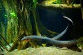 Exploring the Flawlessness of Nature – The Shocking Wonders of the Electric Eel