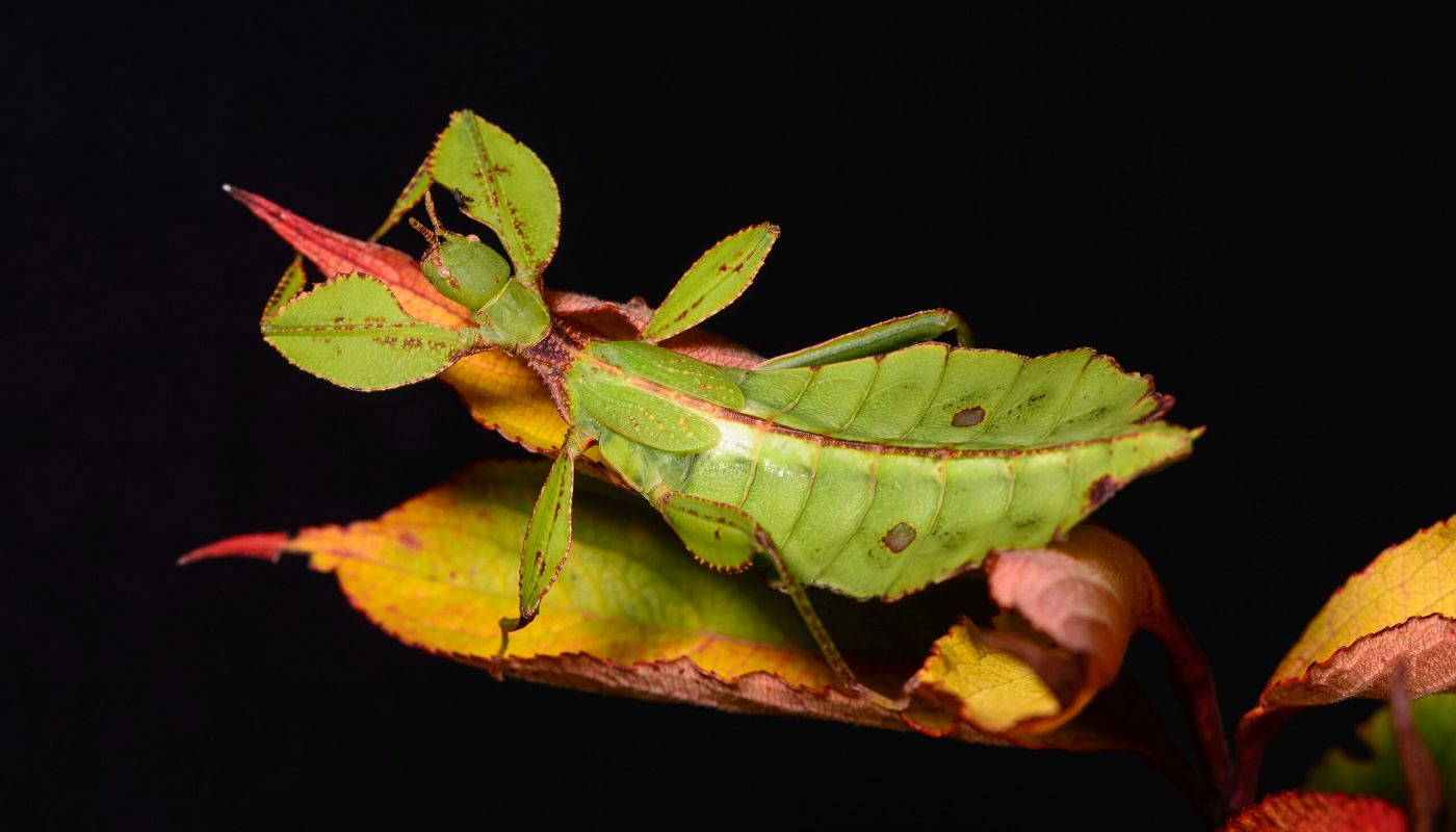 Exploring the Flawlessness of Nature – The Charismatic Leaf Insect