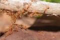 Exploring the Flawlessness of Nature – Wonders of Ant Societies