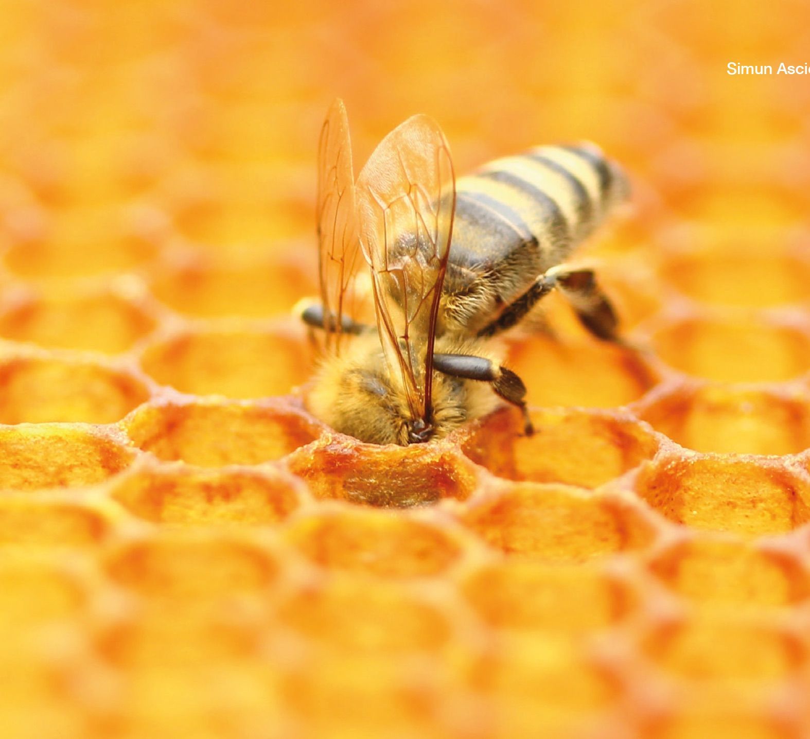 Honey: Nature’s Golden Nectar