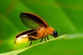 Exploring the Flawlessness of Nature: Enchanting Fireflies
