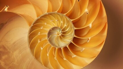Exploring the Flawlessness of Nature – A Perfectly Proportioned World