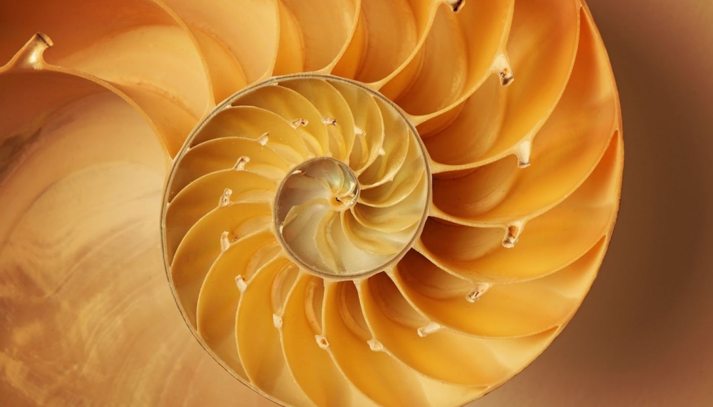 Exploring the Flawlessness of Nature – A Perfectly Proportioned World