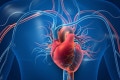 Exploring the Flawlessness of Nature: The Heart – A Miracle in Motion