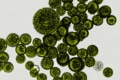Exploring the Flawlessness of Nature: The Marvel of Microbial Magic