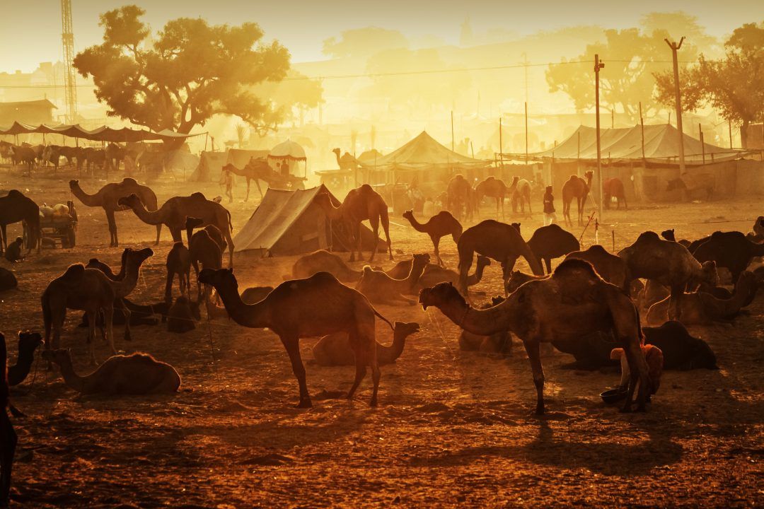 Jang-e-Jamal: The Battle of the Camel