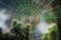 Exploring the Flawlessness of Nature: The Wonder of Spider Webs